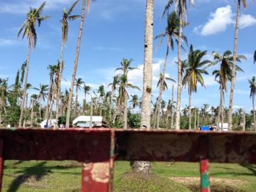 地元の主産業であるココナッツも大打撃を受け、経済的影響も懸念されます