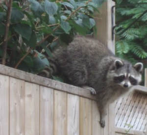 見た目は愛らしいけど・・・。